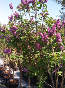 Jardinerie Pépinière Dauphin - Arbustes à fleurs