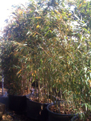 Jardinerie Pépinière Dauphin - Bambous