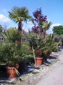 Jardinerie Pépinière Dauphin - Palmiers et plantes exotiques
