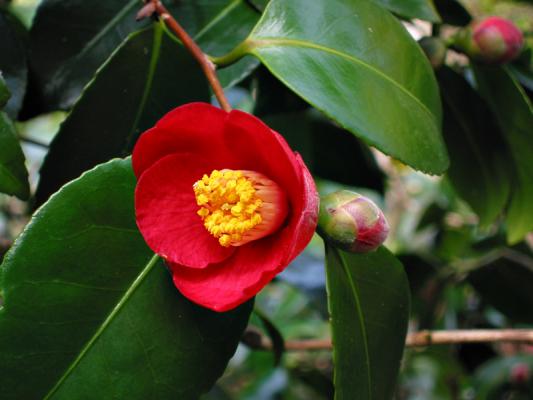 Jardinerie Vente Arbres Et Arbustes Pepinieres Dauphin A Grans En Provence Plantes Terre De Bruyere