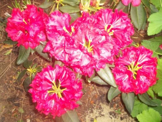 Jardinerie Vente Arbres Et Arbustes Pepinieres Dauphin A Grans En Provence Plantes Terre De Bruyere