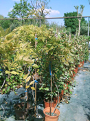 Jardinerie Pépinière Dauphin - Plantes grimpantes